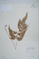 藏品(小葉複葉耳蕨)的圖片