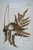 藏品(斜方複葉耳蕨)的圖片