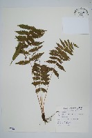 藏品(野小毛蕨)的圖片