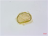 藏品(烏毛蕨)的圖片