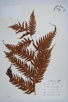 藏品(生芽狗脊蕨、頂芽狗脊蕨)的圖片