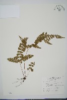 藏品(海島陵齒蕨)的圖片