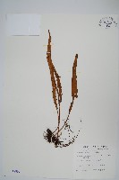 藏品(鱗瓦葦、長柄瓦葦)的圖片