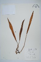 藏品(石葦)的圖片