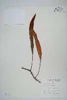 藏品(石葦)的圖片