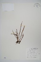 藏品(姬書帶蕨)的圖片