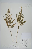 藏品(異葉卷柏)的圖片