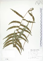 藏品(毛蕨)的圖片