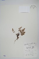 藏品(臺灣粉背蕨)的圖片