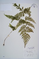 藏品(刺柄碗蕨)的圖片