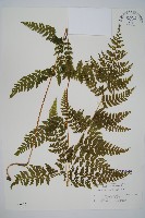 藏品(刺柄碗蕨)的圖片