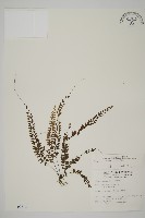 藏品(愛氏鐵線蕨)的圖片