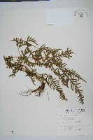 藏品(天草鳳尾蕨)的圖片