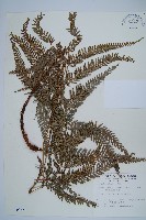 藏品(細葉複葉耳蕨)的圖片