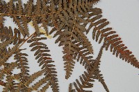 藏品(蕨)的圖片