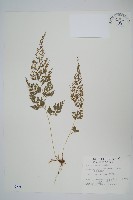 藏品(日本金粉蕨)的圖片