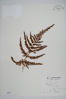 藏品(南海鱗毛蕨)的圖片