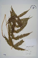 藏品(傅氏鳳尾蕨)的圖片