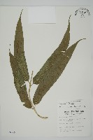 藏品(華鳳丫蕨)的圖片