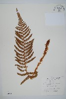 藏品(尖葉耳蕨)的圖片