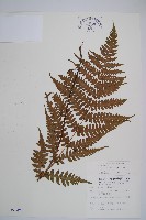 藏品(假蹄蓋蕨、東洋蹄蓋蕨)的圖片