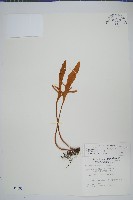 藏品(玉山石葦)的圖片