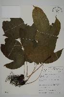 藏品(南投三叉蕨)的圖片