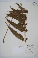 藏品(羽葉鱗蓋蕨)的圖片