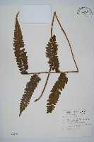 藏品(羽葉鱗蓋蕨)的圖片