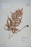 藏品(落鱗鱗毛蕨)的圖片