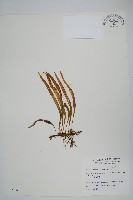 藏品(擬芨瓦葦)的圖片