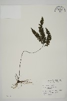 藏品(長尾鐵線蕨)的圖片