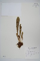 藏品(臺灣車前蕨)的圖片