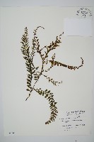 藏品(瓶蕨)的圖片