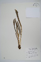 藏品(臺灣車前蕨)的圖片