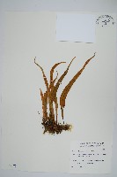 藏品(擬烏蘇里瓦葦)的圖片