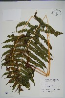 藏品(有刺鳳尾蕨)的圖片