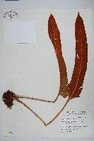 藏品(盧山石葦)的圖片