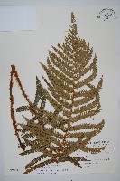 藏品(尖葉耳蕨)的圖片