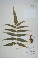 藏品(肢節蕨)的圖片