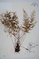 藏品(威氏鐵角蕨)的圖片