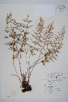 藏品(威氏鐵角蕨)的圖片