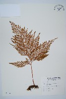 藏品(海州骨碎補)的圖片