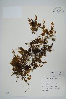藏品(華東膜蕨)的圖片