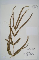 藏品(大葉鳳尾蕨)的圖片