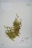 藏品(疏葉卷柏)的圖片