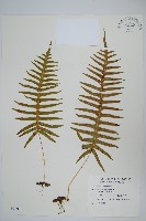 藏品(阿里山水龍骨)的圖片