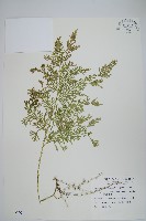 藏品(密葉卷柏)的圖片