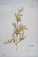 藏品(過山龍)的圖片