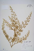 藏品(過山龍)的圖片